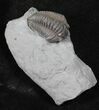 Flexicalymene Trilobite From Ohio #26742-1